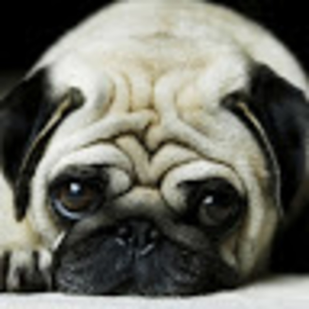 Meet your Posher, Nora